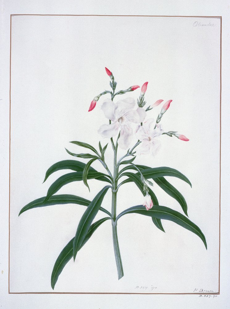 Peter Brown - Flower Studies